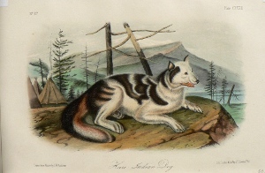 Fine Antique Prints audubon octavos indian