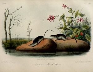 Fine Antique Prints audubon octavos marsh shrew