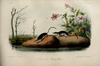 Fine Antique Prints audubon octavos marsh shrew