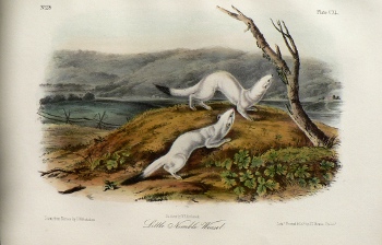 Fine Antique Prints audubon octavos nimble