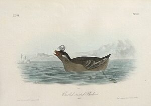 Fine Antique Prints audubon octavos phaleris