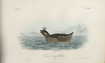 Fine Antique Prints audubon octavos phaleris