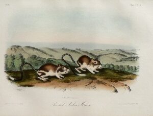 Fine Antique Prints audubon octavos pouched