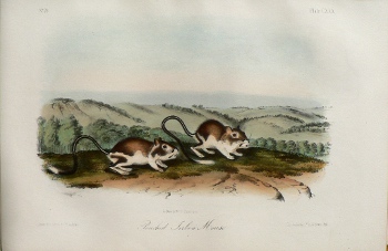 Fine Antique Prints audubon octavos pouched