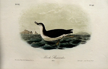 Fine Antique Prints audubono ctavos shear water