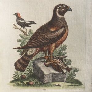 Fine Antique Prints Edwards Marsh