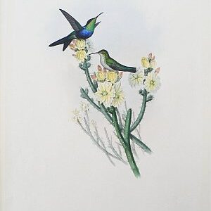 Fine Antique Prints gould thal