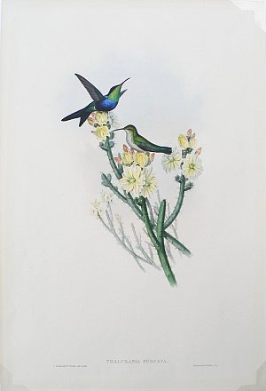 Fine Antique Prints gould thal