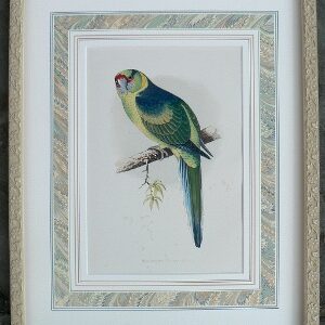 Fine Antique Prints green parrot barnard lg