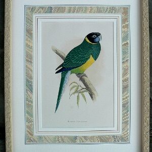 Fine Antique Prints green parrot bauer lg