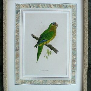 Fine Antique Prints green parrot pete lg