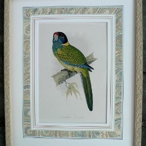 Fine Antique Prints green parrot yellow lg