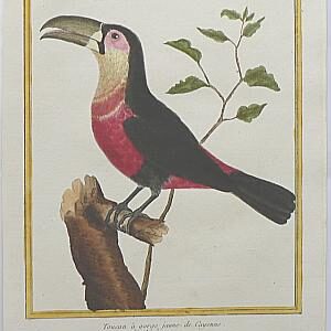 Fine Antique Prints Martinet