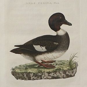 Fine Antique Prints Nozeman Anasm