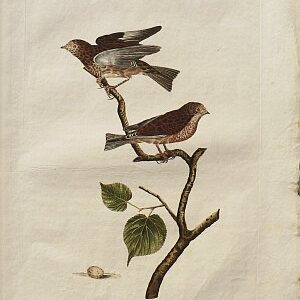 Fine Antique Prints Nozeman linnets