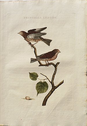 Fine Antique Prints Nozeman linnets
