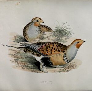 Fine Antique Prints Morris Sand Grouse