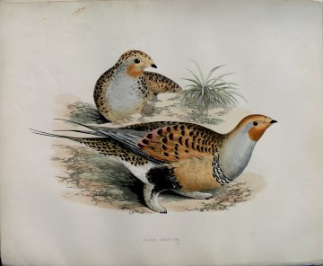 Fine Antique Prints Morris Sand Grouse