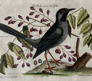 Seligman Red Leg Thrush