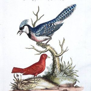 Seligmann Bluejay lg