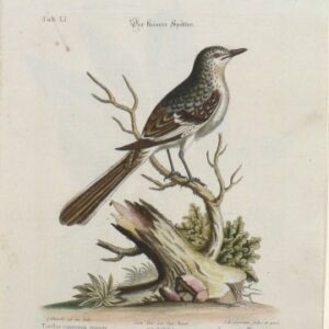 Seligmann Ed Turdus CVLG