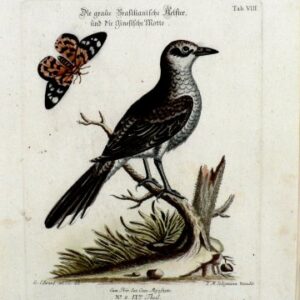 Seligmann Ed VIIIVLG