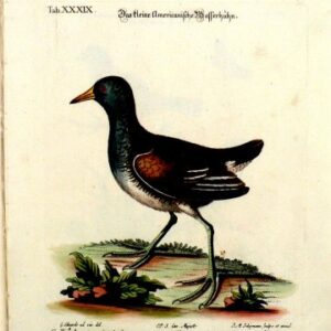 Seligmann Ed XXXIXVLG