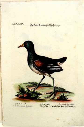 Seligmann Ed XXXIXVLG