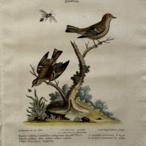 Seligmann Edwards XXXXIV