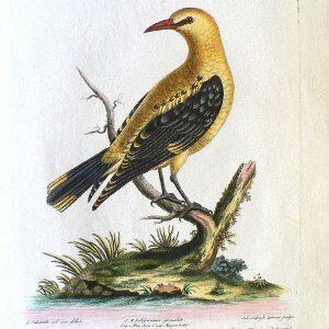 Seligmann Grive dore lg