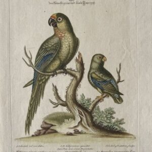 Seligmann Plate XXII