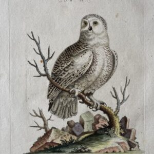 Seligmann Snowy Owl