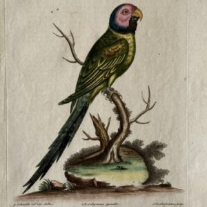 Seligmann parrot XVIII