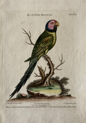 Seligmann parrot XVIII