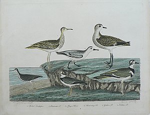 Wilsons and Piperplover lg