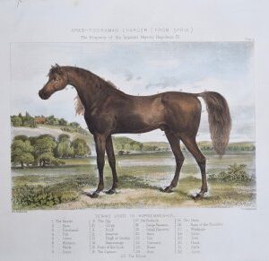 Fine Antique Prints Arab Toorkman Charger