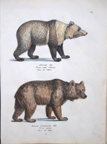 Fine Antique Prints Brodtman bear