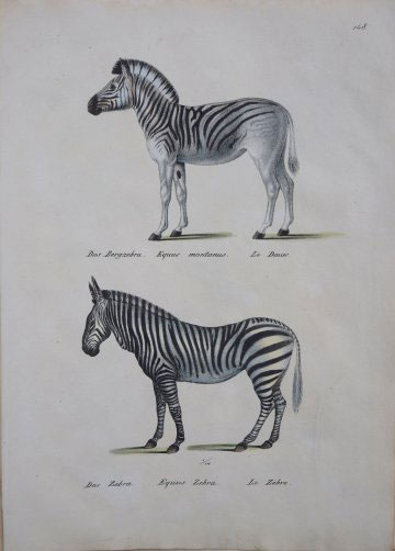 Fine Antique Prints Brodtman zebra