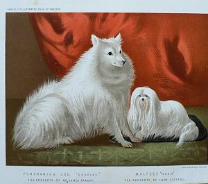 Fine Antique Prints cassells dog maltese