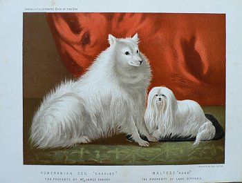 Fine Antique Prints cassells dog maltese