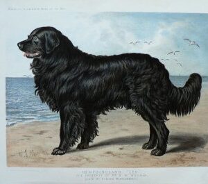 Fine Antique Prints cassells dog newfoundland