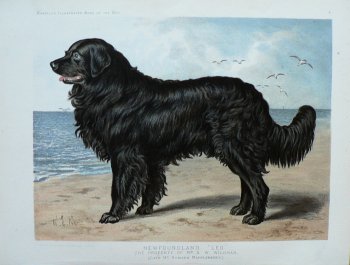 Fine Antique Prints cassells dog newfoundland