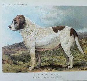 Fine Antique Prints cassells dogs abbess