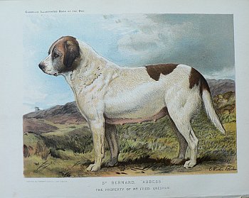 Fine Antique Prints cassells dogs abbess