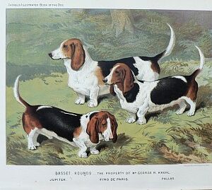 Fine Antique Prints cassells dogs bassett