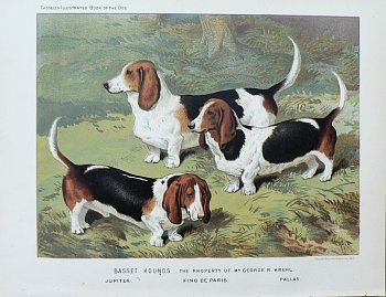 Fine Antique Prints cassells dogs bassett