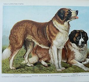 Fine Antique Prints cassells dogs bernard