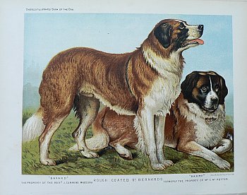 Fine Antique Prints cassells dogs bernard