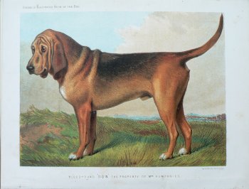 Fine Antique Prints cassells dogs blood