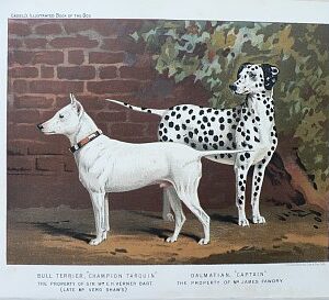 Fine Antique Prints cassells dogs dalmatian
